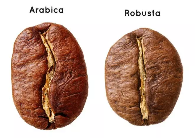 กาแฟอาราบิก้า (Arabica) 