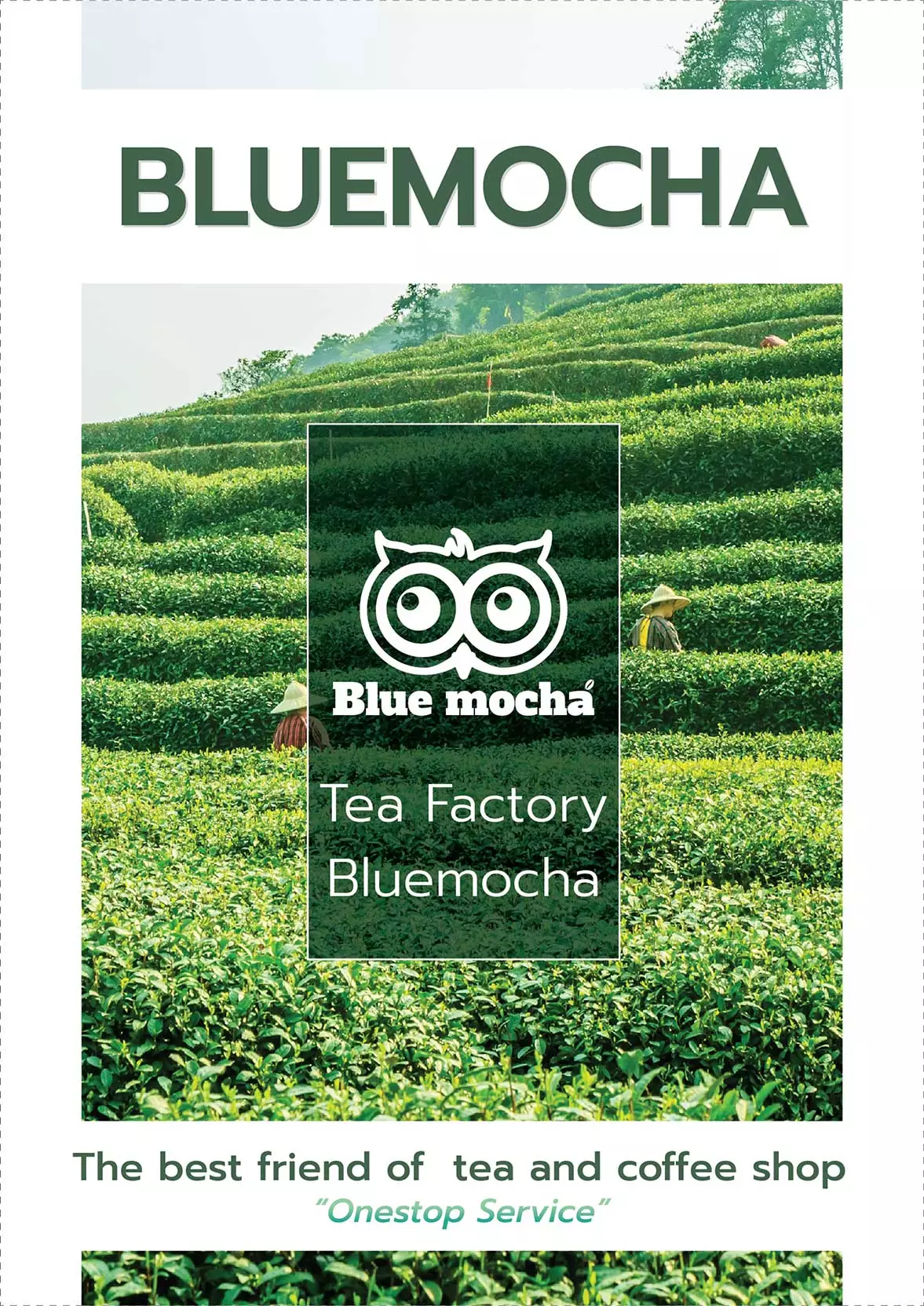 company profile bluemocha tea factory
