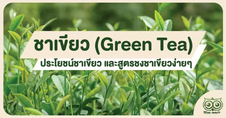 ชาเขียว (Green Tea) ประโยชน์ชาเขียว และสูตรชงชาเขียวง่ายๆ    